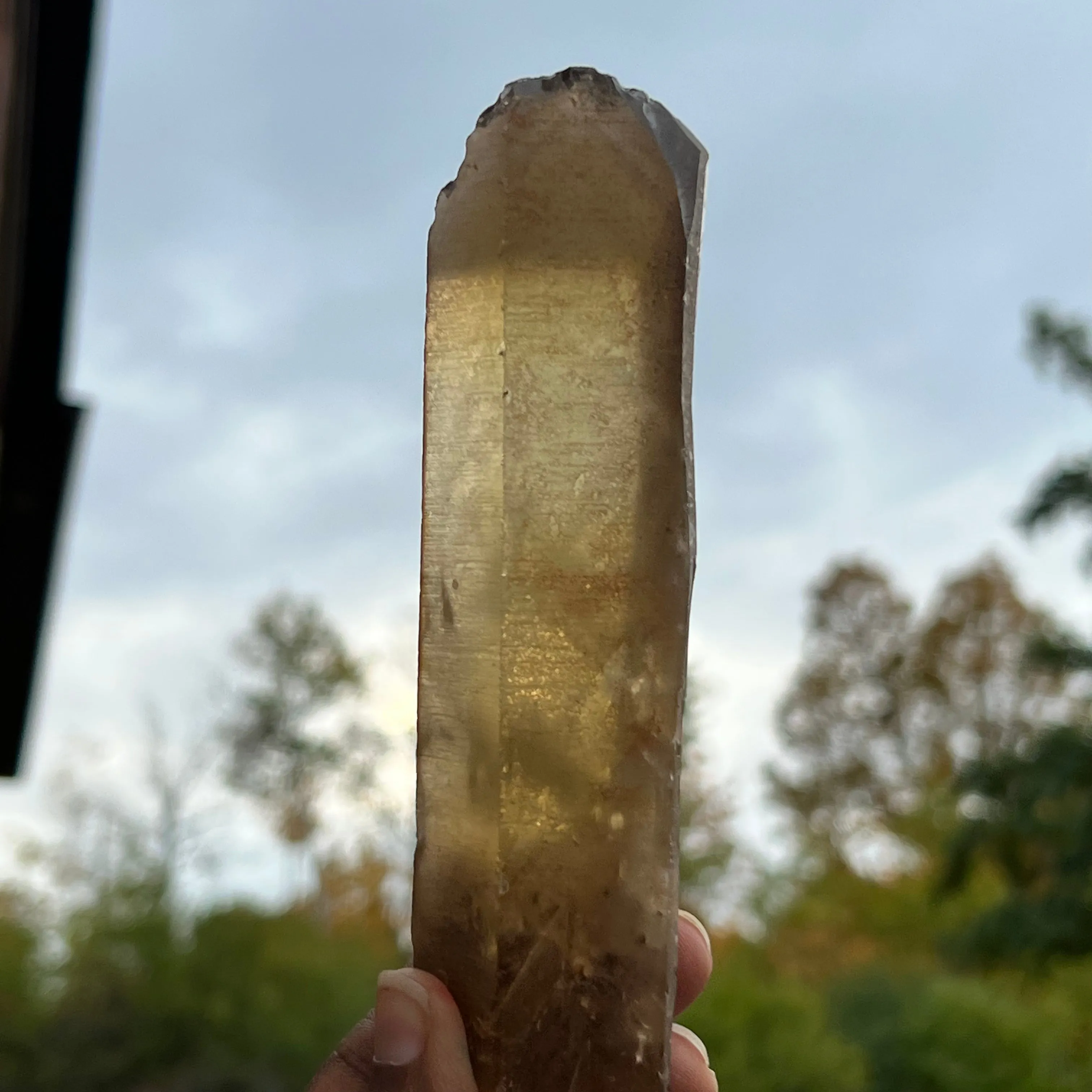 13 Natural Zambian Citrine Wands, Wholesale Flat